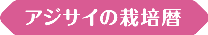 アジサイの栽培暦